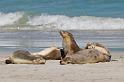 191 Kangaroo Island, seal bay conservation park, australische zeeleeuwen